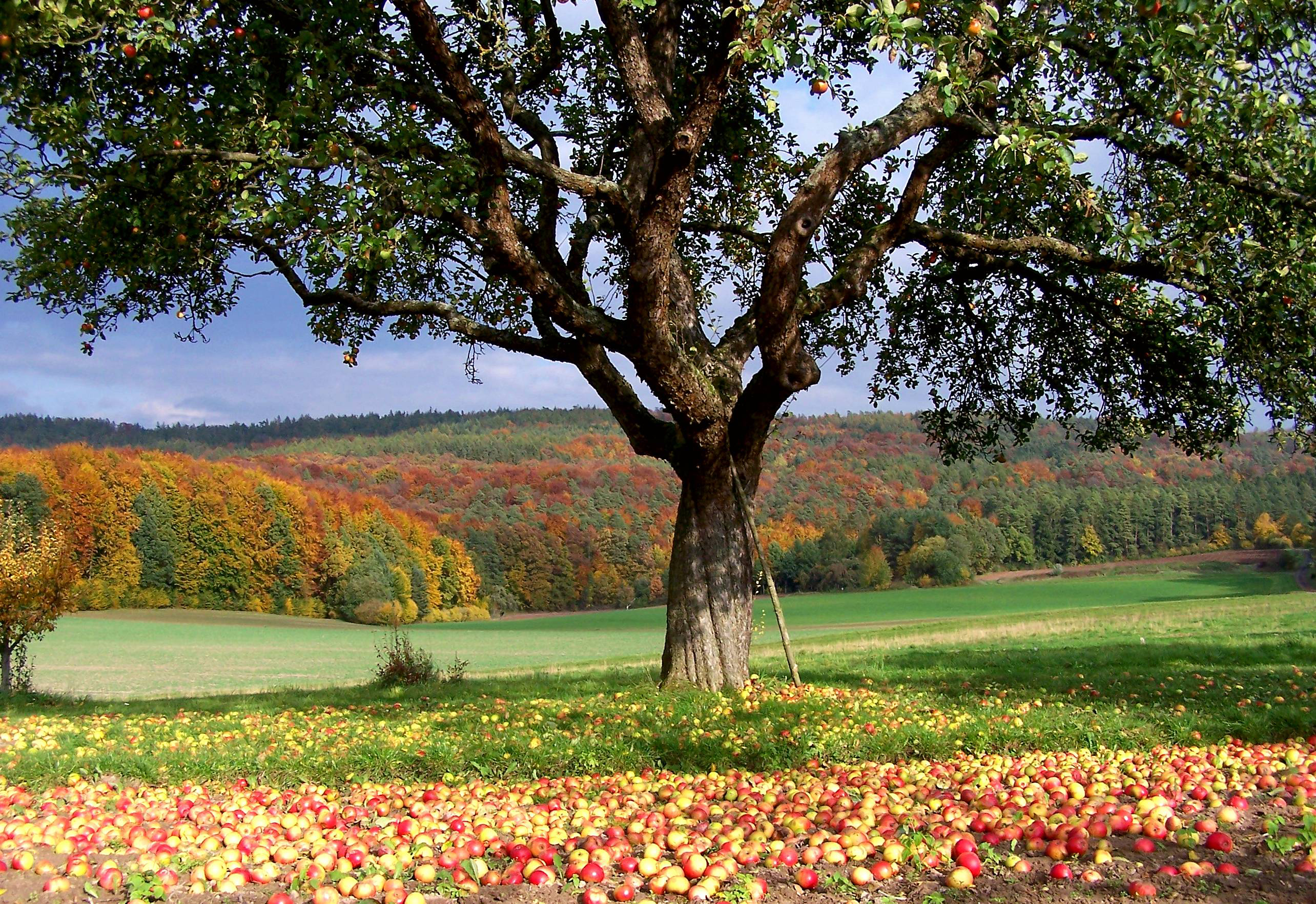 Goldener Herbst in Pfarrweisach am Simonskapellenberg