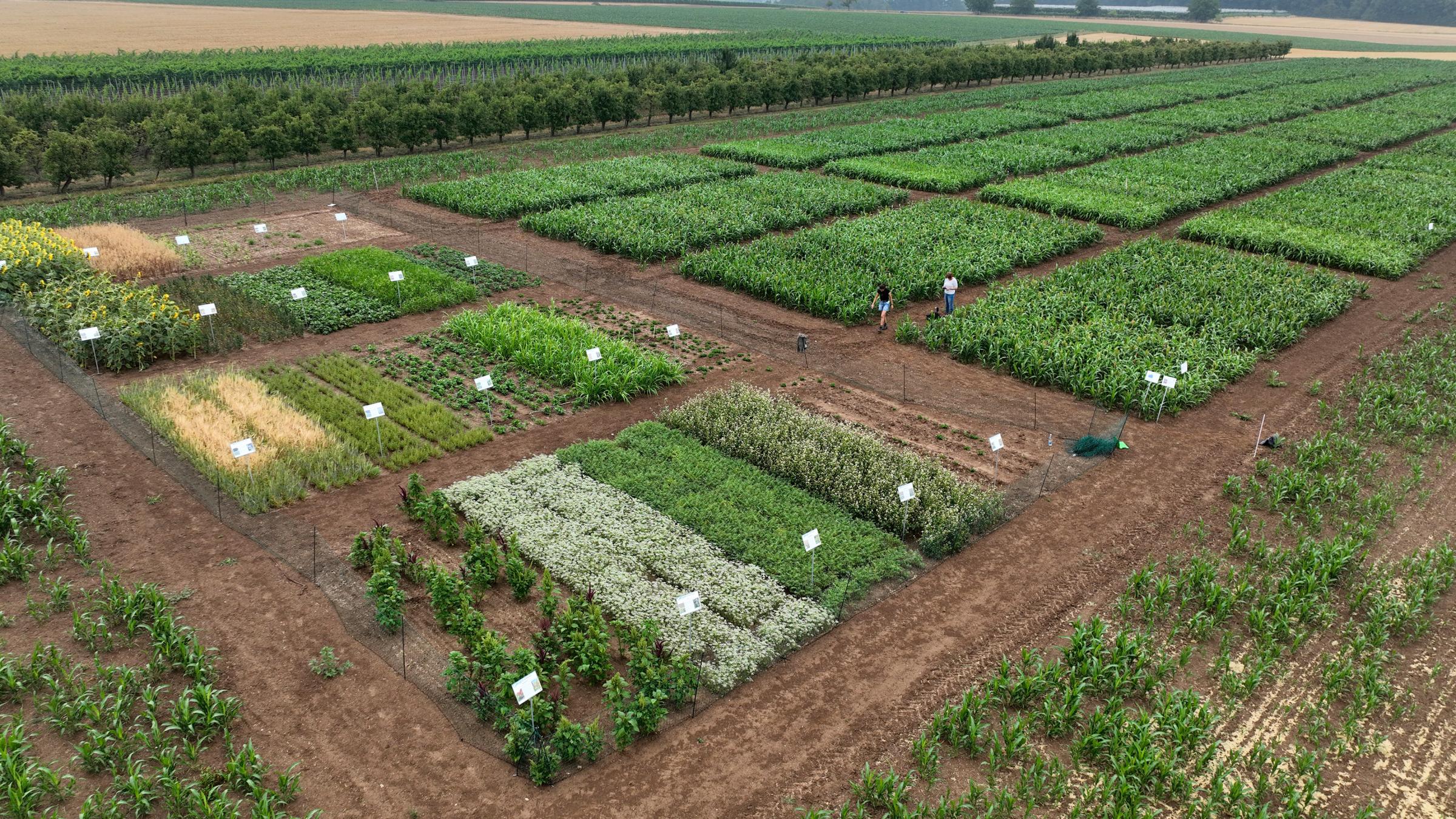 Bild zum Beitrag "Die Landwirtschaft der Zukunft"